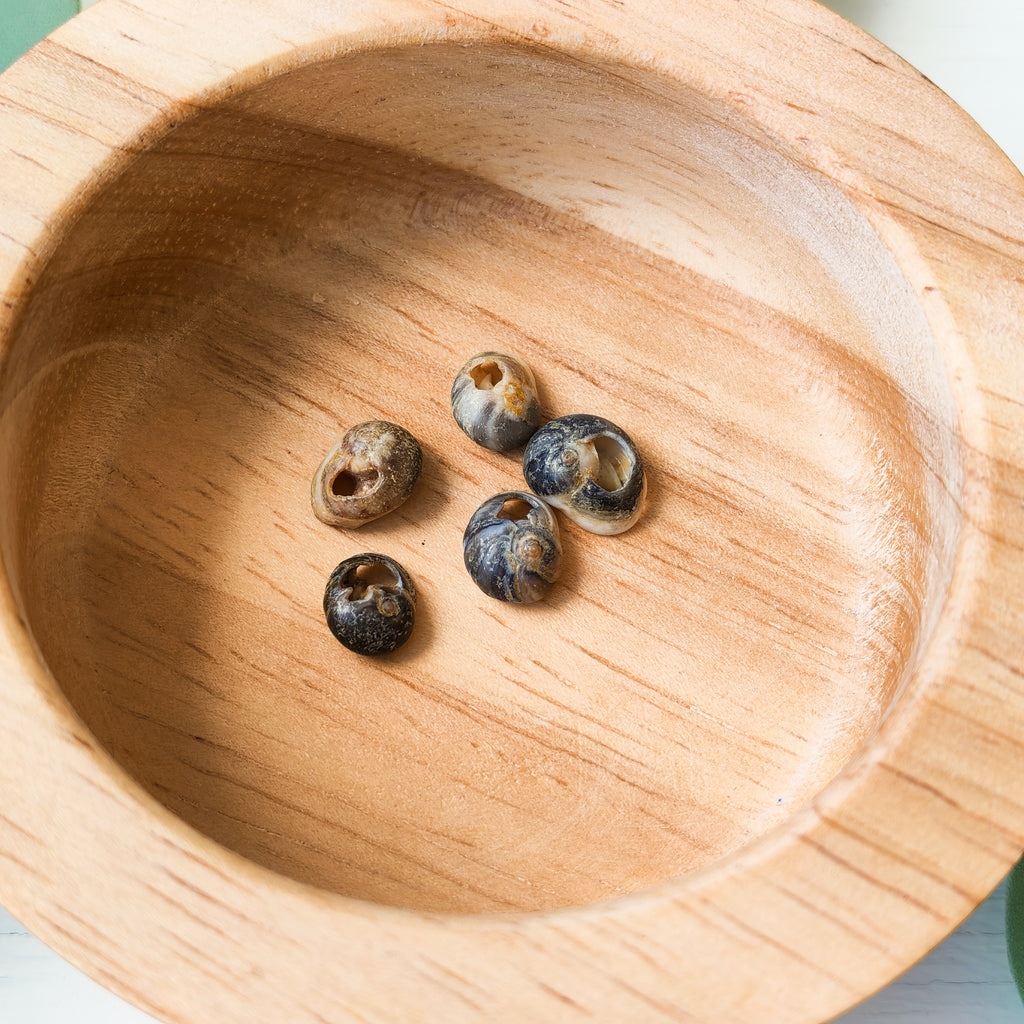Natural Dark Shells  - Extra Beads
