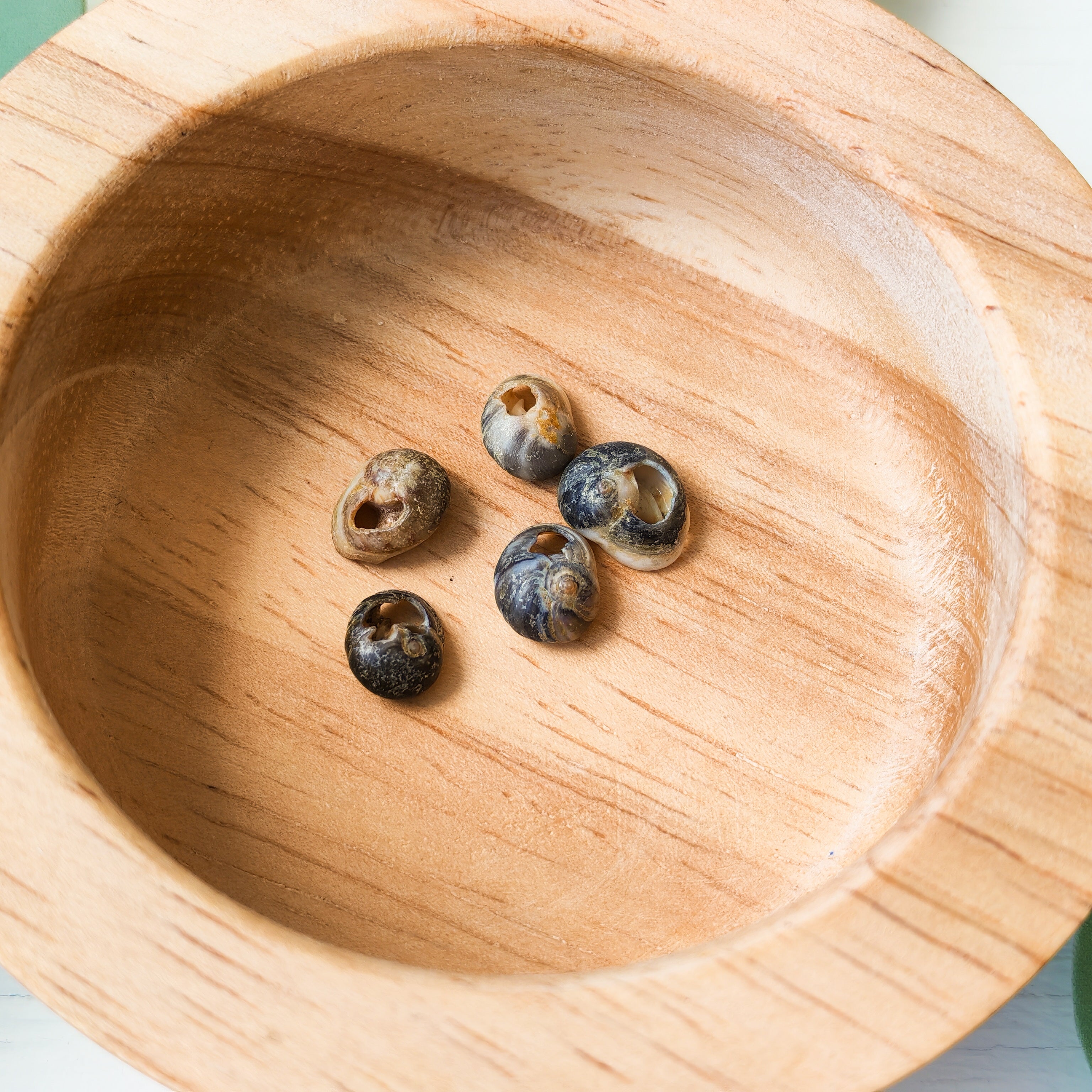 Natural Dark Shells  - Extra Beads
