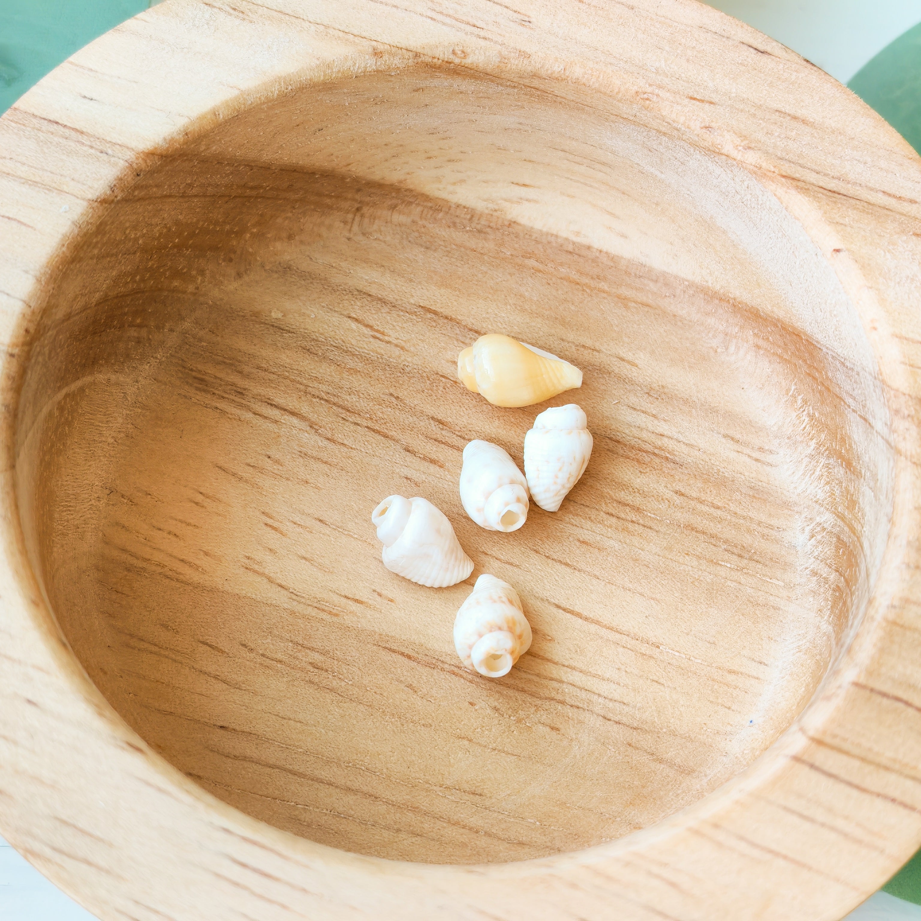 Natural Shells  - Extra Beads