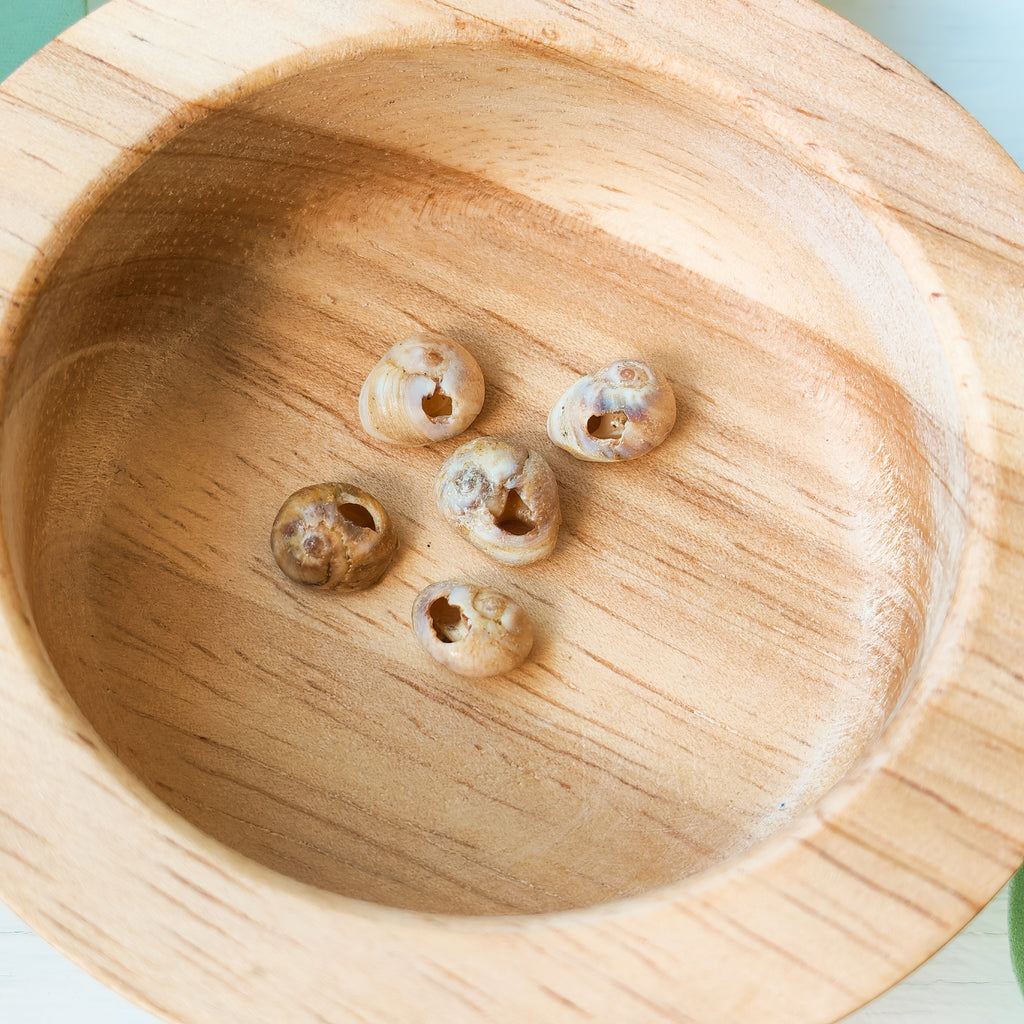 Natural Beige Shells  - Extra Beads