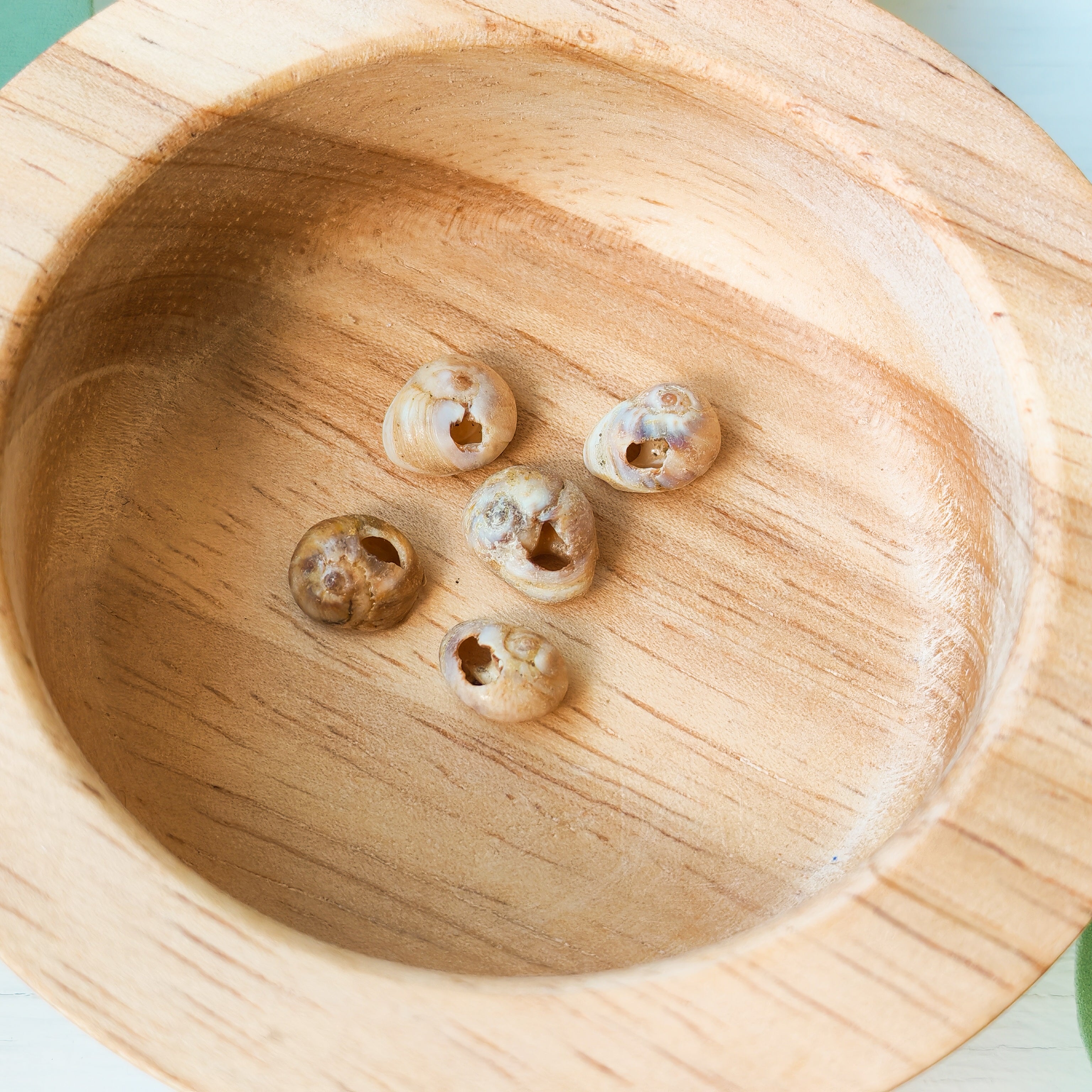 Natural Beige Shells  - Extra Beads